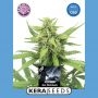 CBD Black Beauty Feminized Marijuana Strain by Kera Seeds For Sale Online at Cannabis Seeds Outlet