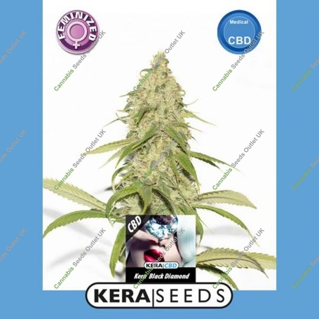 CBD Black Diamond Feminized Marijuana Strain by Kera Seeds For Sale Online at Cannabis Seeds Outlet
