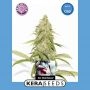 CBD Black Diamond Feminized Marijuana Strain by Kera Seeds For Sale Online at Cannabis Seeds Outlet