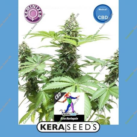 CBD Harlequin Feminized Marijuana Strain by Kera Seeds For Sale Online at Cannabis Seeds Outlet