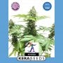 CBD Harlequin Feminized Marijuana Strain by Kera Seeds For Sale Online at Cannabis Seeds Outlet