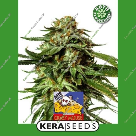 Cheese Auto Feminized Marijuana Strain by Kera Seeds For Sale Online at Cannabis Seeds Outlet