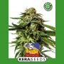 Cheese Auto Feminized Marijuana Strain by Kera Seeds For Sale Online at Cannabis Seeds Outlet