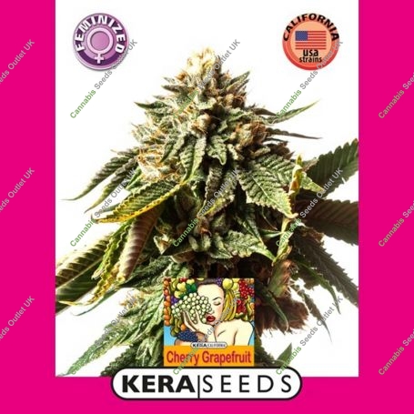 Cherry Grapefruit Feminized Marijuana Strain by Kera Seeds For Sale Online at Cannabis Seeds Outlet