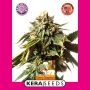 Cherry Grapefruit Feminized Marijuana Strain by Kera Seeds For Sale Online at Cannabis Seeds Outlet