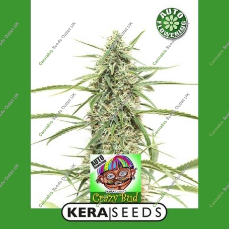Crazy Bud Automatic Feminized Marijuana Strain by Kera Seeds For Sale Online at Cannabis Seeds Outlet