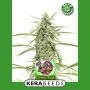 Crazy Bud Automatic Feminized Marijuana Strain by Kera Seeds For Sale Online at Cannabis Seeds Outlet