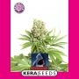 Critical Feminized Marijuana Strain by Kera Seeds For Sale Online at Cannabis Seeds Outlet