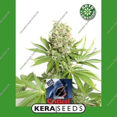 Critical Automatic Feminized Marijuana Strain by Kera Seeds For Sale Online at Cannabis Seeds Outlet