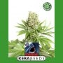 Critical Automatic Feminized Marijuana Strain by Kera Seeds For Sale Online at Cannabis Seeds Outlet