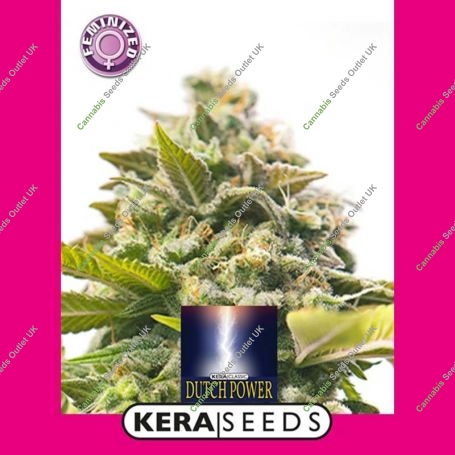 Dutch Power Feminized Marijuana Strain by Kera Seeds For Sale Online at Cannabis Seeds Outlet
