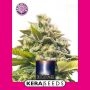 Dutch Power Feminized Marijuana Strain by Kera Seeds For Sale Online at Cannabis Seeds Outlet
