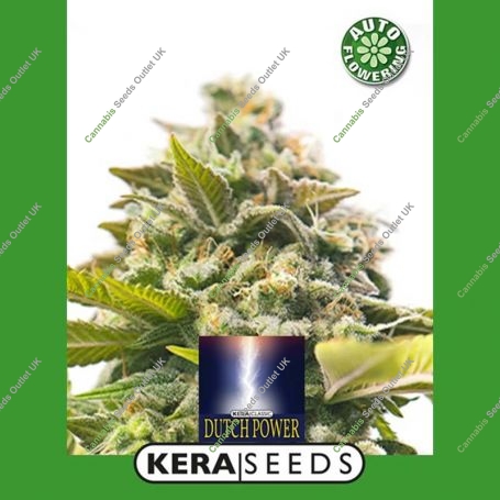 Dutch Power Auto Feminized Marijuana Strain by Kera Seeds For Sale Online at Cannabis Seeds Outlet