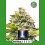 Dutch Power Auto Feminized Marijuana Strain by Kera Seeds For Sale Online at Cannabis Seeds Outlet