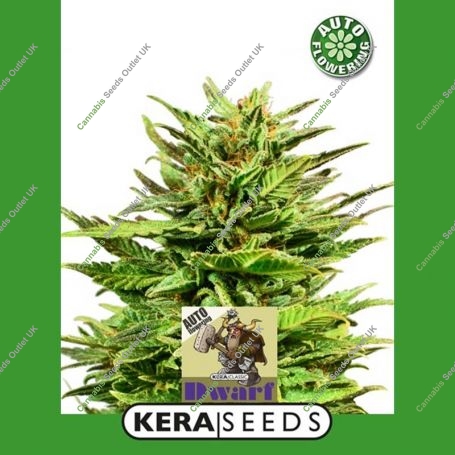Dwarf Automatic Feminized Marijuana Strain by Kera Seeds For Sale Online at Cannabis Seeds Outlet