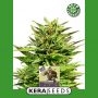 Dwarf Automatic Feminized Marijuana Strain by Kera Seeds For Sale Online at Cannabis Seeds Outlet