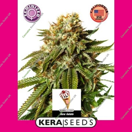 Gelato Feminized Marijuana Strain by Kera Seeds For Sale Online at Cannabis Seeds Outlet