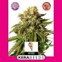 Gelato Feminized Marijuana Strain by Kera Seeds For Sale Online at Cannabis Seeds Outlet