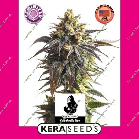 Gorilla Glue Feminized Marijuana Strain by Kera Seeds For Sale Online at Cannabis Seeds Outlet