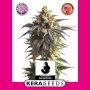 Gorilla Glue Feminized Marijuana Strain by Kera Seeds For Sale Online at Cannabis Seeds Outlet