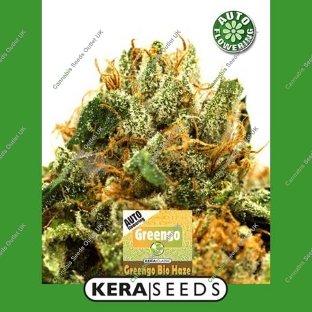 Greengo Bio Haze Auto Feminized Marijuana Strain by Kera Seeds For Sale Online at Cannabis Seeds Outlet