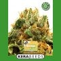 Greengo Bio Haze Auto Feminized Marijuana Strain by Kera Seeds For Sale Online at Cannabis Seeds Outlet