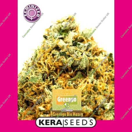 Greengo Bio Haze Feminized Marijuana Strain by Kera Seeds For Sale Online at Cannabis Seeds Outlet