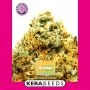 Greengo Bio Haze Feminized Marijuana Strain by Kera Seeds For Sale Online at Cannabis Seeds Outlet