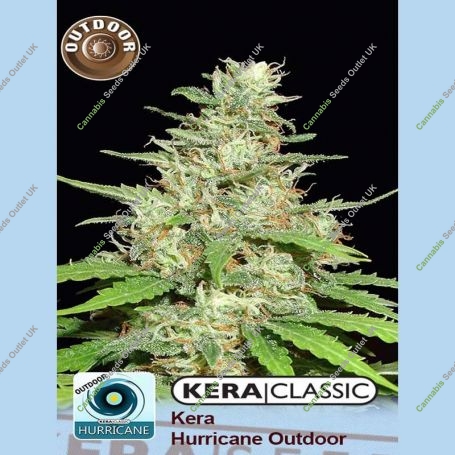Hurricane Outdoor Feminized Marijuana Strain by Kera Seeds For Sale Online at Cannabis Seeds Outlet