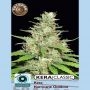 Hurricane Outdoor Feminized Marijuana Strain by Kera Seeds For Sale Online at Cannabis Seeds Outlet