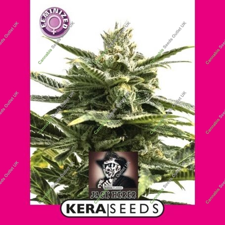 Jack Herer Feminized Marijuana Strain by Kera Seeds For Sale Online at Cannabis Seeds Outlet