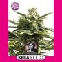 Jack Herer Feminized Marijuana Strain by Kera Seeds For Sale Online at Cannabis Seeds Outlet