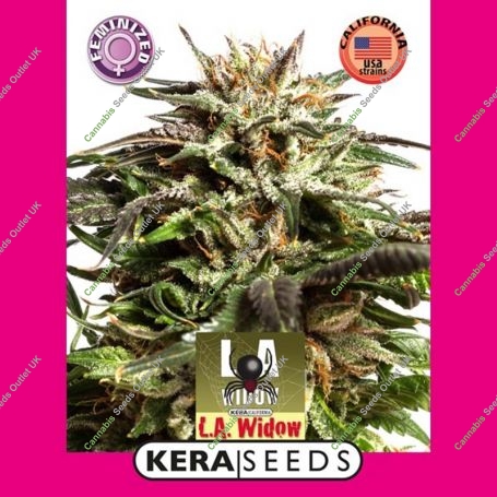 LA Widow Feminized Marijuana Strain by Kera Seeds For Sale Online at Cannabis Seeds Outlet