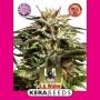 LA Widow Feminized Marijuana Strain by Kera Seeds For Sale Online at Cannabis Seeds Outlet