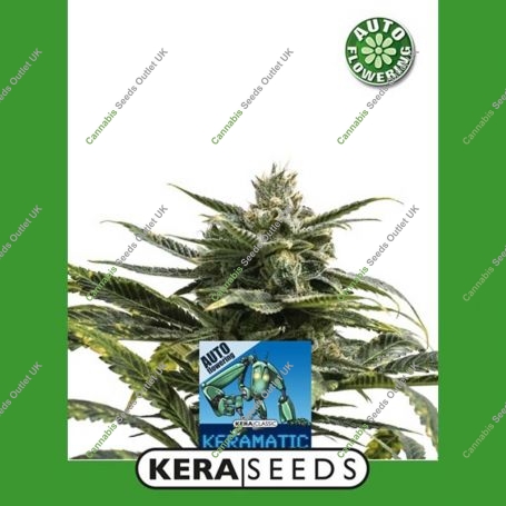 Kera Matic Auto Feminized Marijuana Strain by Kera Seeds For Sale Online at Cannabis Seeds Outlet