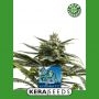 Kera Matic Auto Feminized Marijuana Strain by Kera Seeds For Sale Online at Cannabis Seeds Outlet