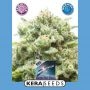 Medical AMG Feminized Marijuana Strain by Kera Seeds For Sale Online at Cannabis Seeds Outlet