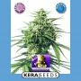 Medical Buddha Feminized Marijuana Strain by Kera Seeds For Sale Online at Cannabis Seeds Outlet