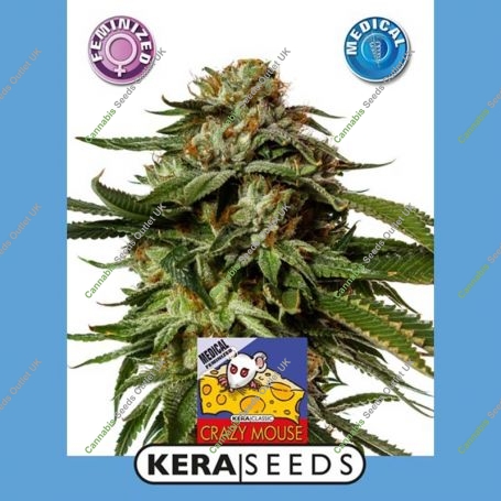 Medical Cheese Feminized Marijuana Strain by Kera Seeds For Sale Online at Cannabis Seeds Outlet
