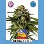 Medical Cheese Feminized Marijuana Strain by Kera Seeds For Sale Online at Cannabis Seeds Outlet
