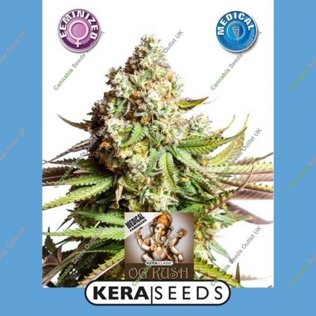 Medical OG Kush Feminized Marijuana Strain by Kera Seeds For Sale Online at Cannabis Seeds Outlet