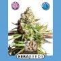 Medical OG Kush Feminized Marijuana Strain by Kera Seeds For Sale Online at Cannabis Seeds Outlet