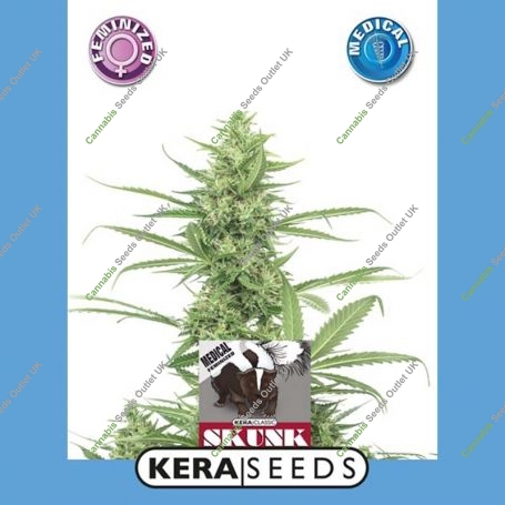 Medical Skunk Feminized Marijuana Strain by Kera Seeds For Sale Online at Cannabis Seeds Outlet