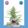 Medical Skunk Feminized Marijuana Strain by Kera Seeds For Sale Online at Cannabis Seeds Outlet