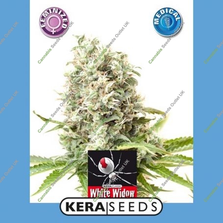 Medical Marijuana Strain by Kera Seeds For Sale Online at Cannabis Seeds Outlet