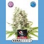 Medical Marijuana Strain by Kera Seeds For Sale Online at Cannabis Seeds Outlet