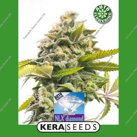 NLX Diamond Auto Feminized Marijuana Strain by Kera Seeds For Sale Online at Cannabis Seeds Outlet