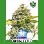 NLX Diamond Auto Feminized Marijuana Strain by Kera Seeds For Sale Online at Cannabis Seeds Outlet