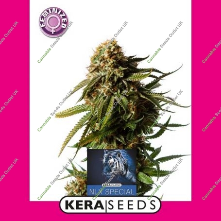NLX Special Feminized Marijuana Strain by Kera Seeds For Sale Online at Cannabis Seeds Outlet