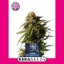 NLX Special Feminized Marijuana Strain by Kera Seeds For Sale Online at Cannabis Seeds Outlet